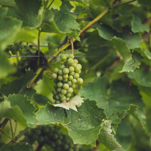 A bunch of green grapes hanging from a vine, symbolizing abiding in Christ and fruit of the Spirit.