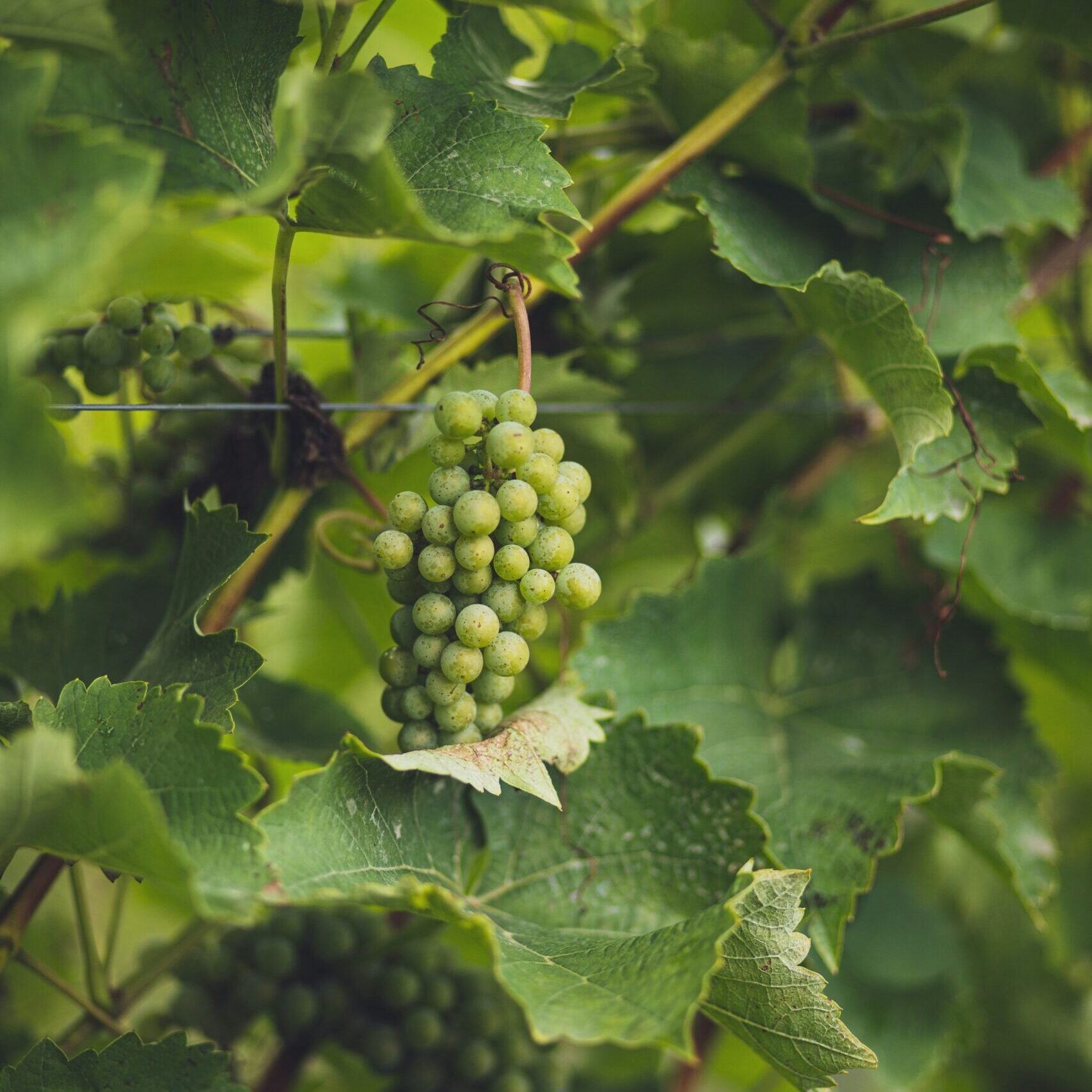 A bunch of green grapes hanging from a vine, symbolizing abiding in Christ and fruit of the Spirit.