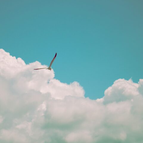 A bird soaring through the blue sky.