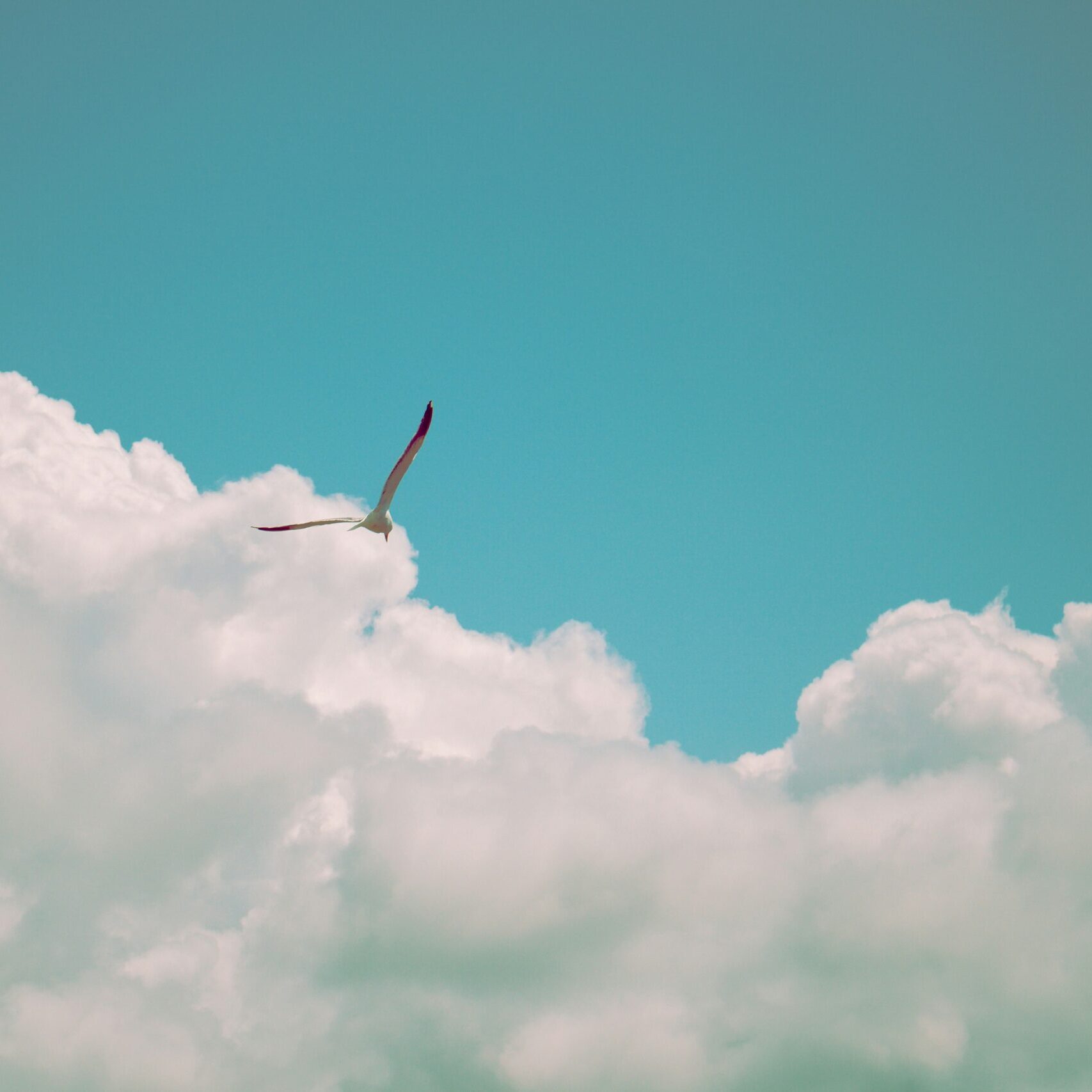 A bird soaring through the blue sky.