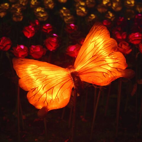 A glowing orange-red butterfly lantern.